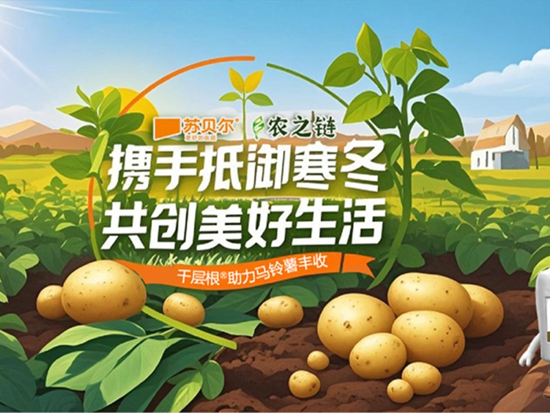 GreatRoot Supports a Bountiful Potato Harvest – Sobel & Nongzhilian Join Forces to Withstand the Winter